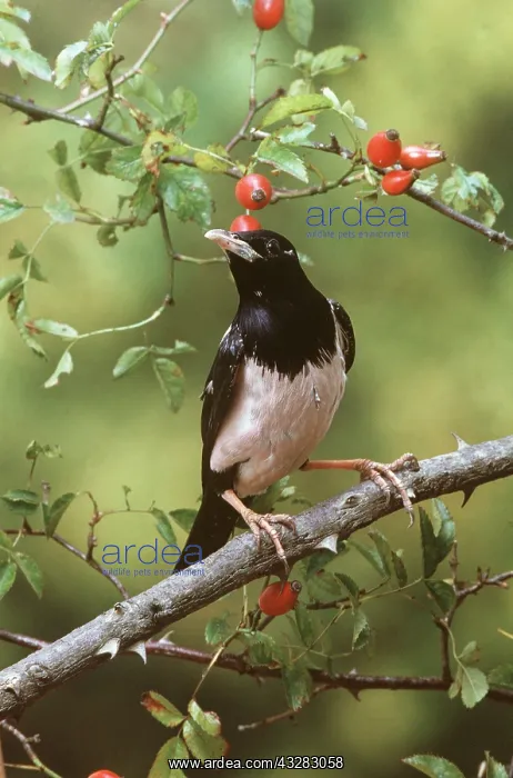 : Rosy / Rose-coloured starling - perched on branch : Rosy / Rose-coloured starling - perched on branch