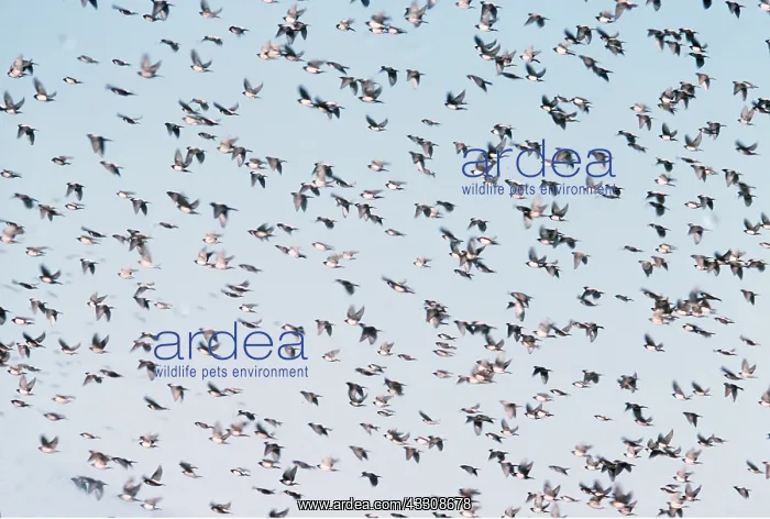 : Rosy / Rose-coloured starlings - flock in flight : Rosy / Rose-coloured starlings - flock in flight