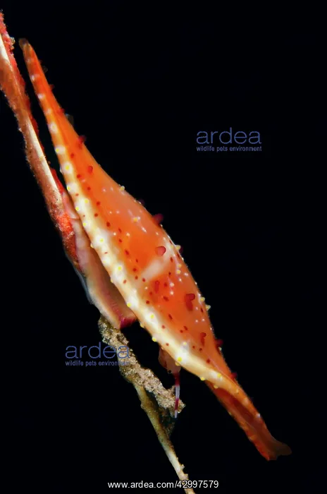 : Rosy Spindle Cowry - Sedam dive site, Seraya, Kubu : Rosy Spindle Cowry - Sedam dive site, Seraya, Kubu