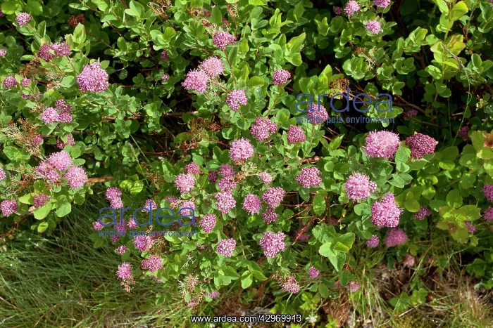 : Rosy spiraea : Rosy spiraea