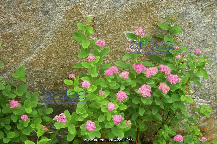 : Rosy Spirea : Rosy Spirea