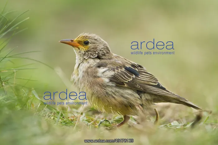  : Rosy Starling (Pastor roseus) juvenile