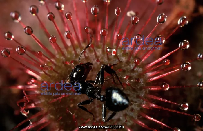 : Rosy sundew - leaf with trapped ant : Rosy sundew - leaf with trapped ant