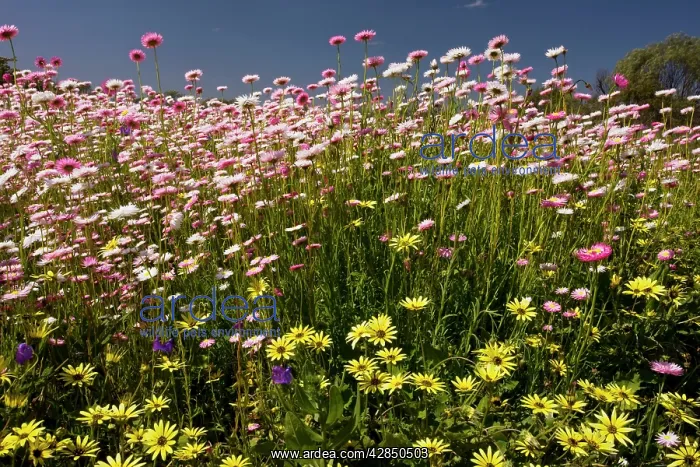 : Rosy sunray / pink and white everlasting, (formerly : Rosy sunray / pink and white everlasting, (formerly