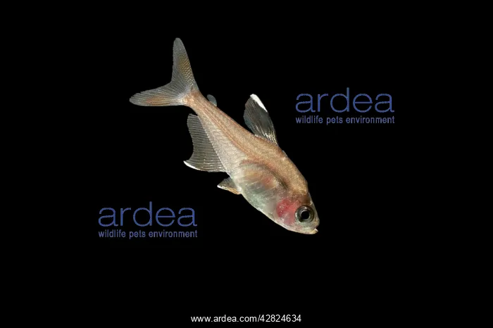 : Rosy Tetra FISH : Rosy Tetra FISH