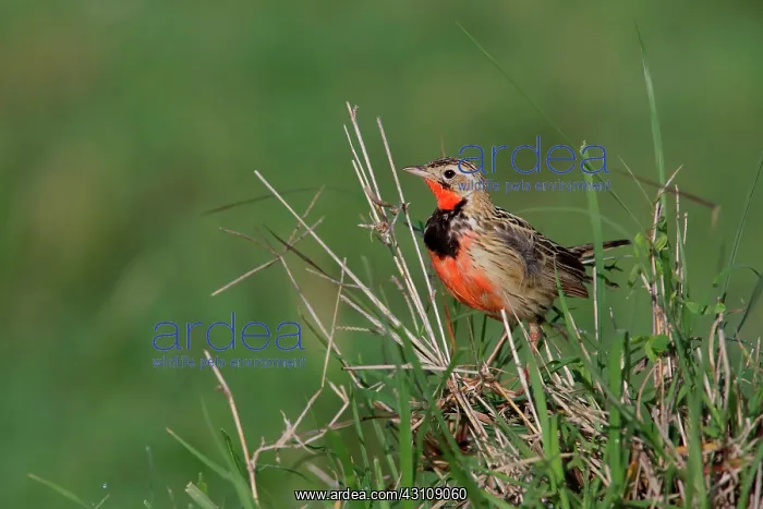  : Rosy-throated Longclaw (Macronyx ameliae) on dry