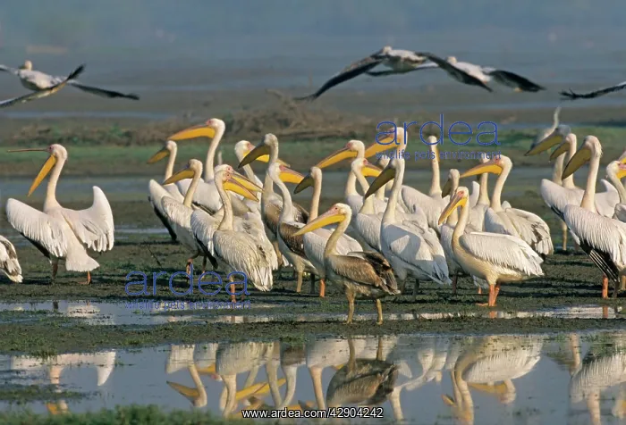 : Rosy / White Pelicans in the wetland : Rosy / White Pelicans in the wetland