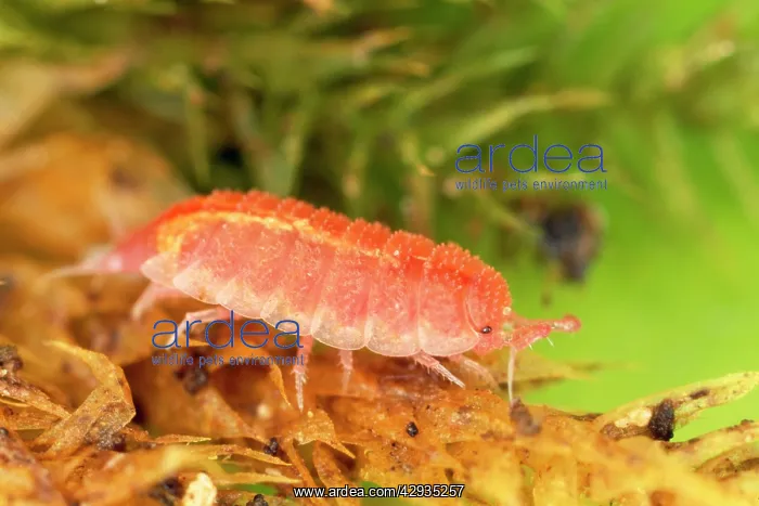 : Rosy Woodlouse - pink, on plant : Rosy Woodlouse - pink, on plant