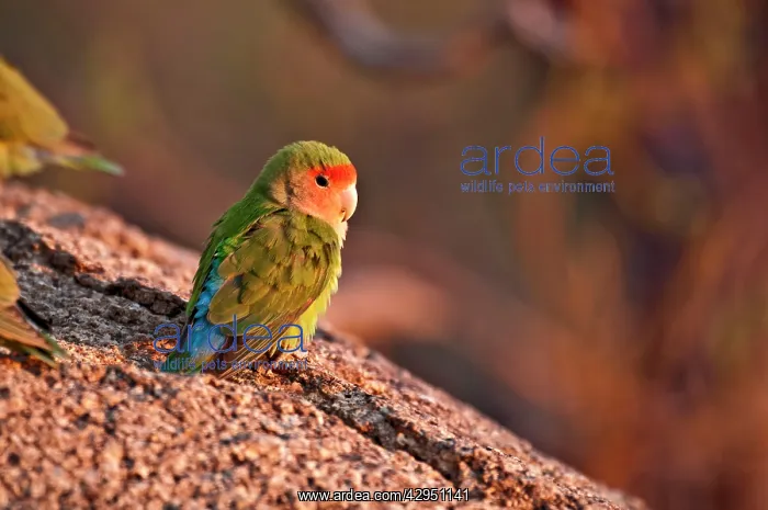 : Rosyfaced lovebird - sitting on rock in early : Rosyfaced lovebird - sitting on rock in early