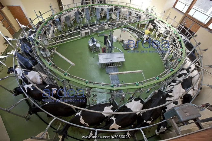 : Rotary milking parlor and herd of Holstein cows : Rotary milking parlor and herd of Holstein cows