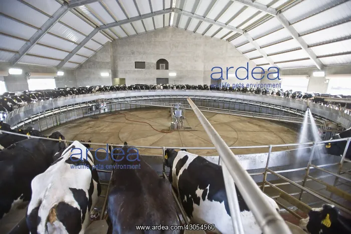 : Rotative milking room in Riverdale California USA : Rotative milking room in Riverdale California USA