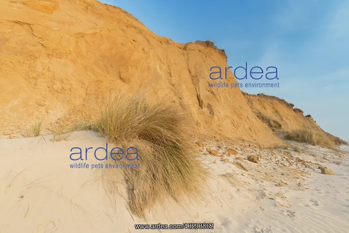 : Rotes Kliff - a sea cliff near Kampen at island of Sylt - Ge : Rotes Kliff - a sea cliff near Kampen at island of Sylt - Ge