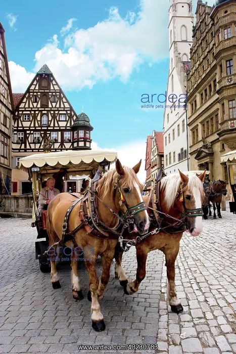 : Rothenburg ob der Tauber, Germany, Horse : Rothenburg ob der Tauber, Germany, Horse
