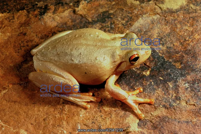 : RothIs tree frog : RothIs tree frog