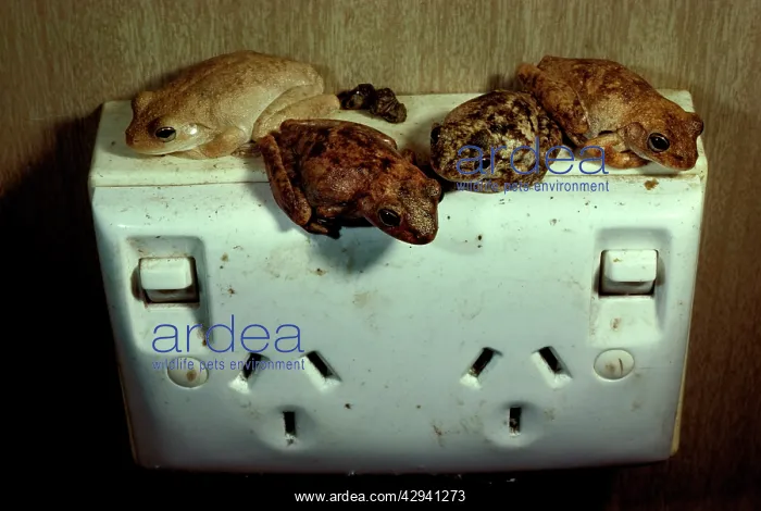 : RothIs tree frogs : RothIs tree frogs