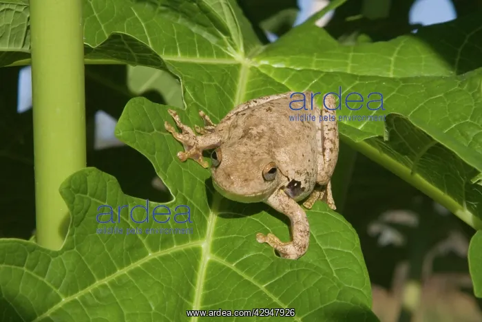 : Roths Tree Frog : Roths Tree Frog