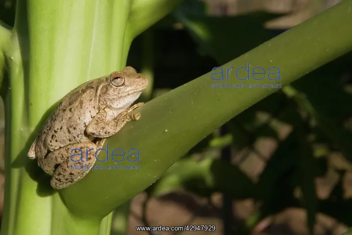 : Roths Tree Frog : Roths Tree Frog