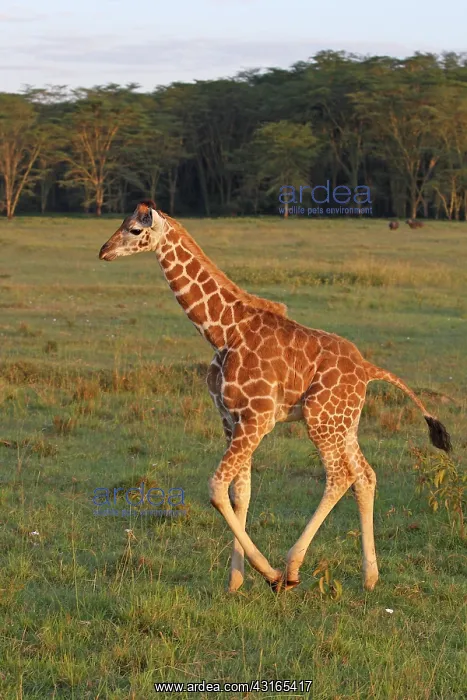 : Rothschild Giraffe : Rothschild Giraffe