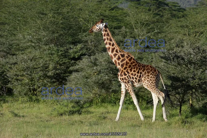 : Rothschild Giraffe : Rothschild Giraffe