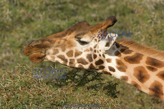 : Rothschild Giraffe : Rothschild Giraffe