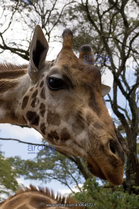 : Rothschild Giraffe, Giraffe Center, Nairobi : Rothschild Giraffe, Giraffe Center, Nairobi