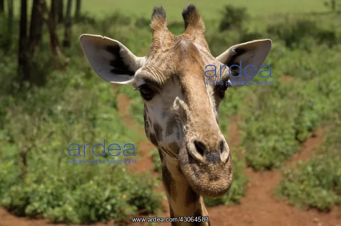 : Rothschild Giraffe, Giraffe Center, Nairobi : Rothschild Giraffe, Giraffe Center, Nairobi