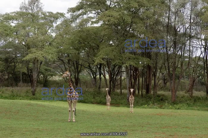 : Rothschild Giraffe, Giraffe Manor, Nairobi : Rothschild Giraffe, Giraffe Manor, Nairobi