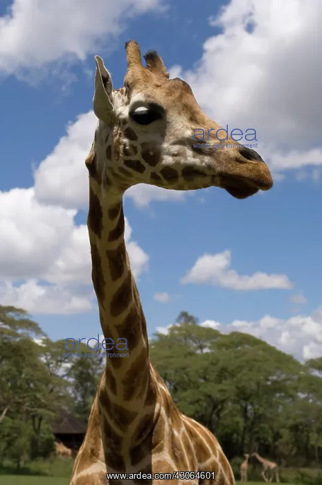 : Rothschild Giraffe, Giraffe Manor, Nairobi : Rothschild Giraffe, Giraffe Manor, Nairobi
