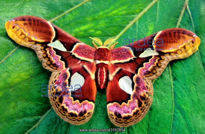 : Rothschild moth (Rothschildia erycina) Pfauenspinner : Rothschild moth (Rothschildia erycina) Pfauenspinner