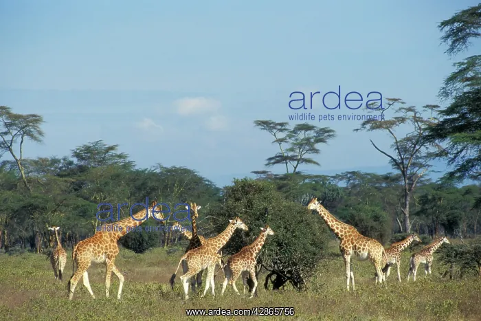 : RothschildIs / Baringo GIRAFFE - family group : RothschildIs / Baringo GIRAFFE - family group