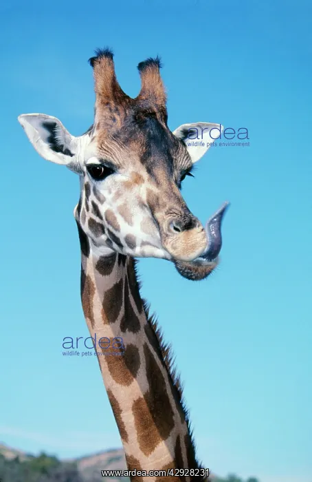 : RothschildIs / Baringo GIRAFFE - Head with tongue out : RothschildIs / Baringo GIRAFFE - Head with tongue out