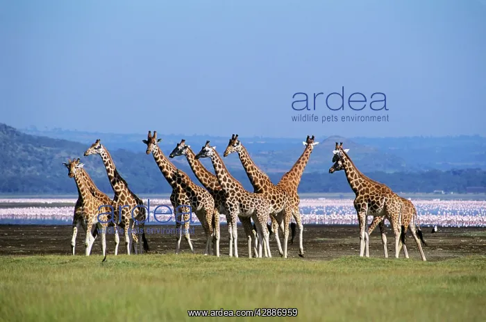  : RothschildIs Giraffe - Group by lake - Flamingos