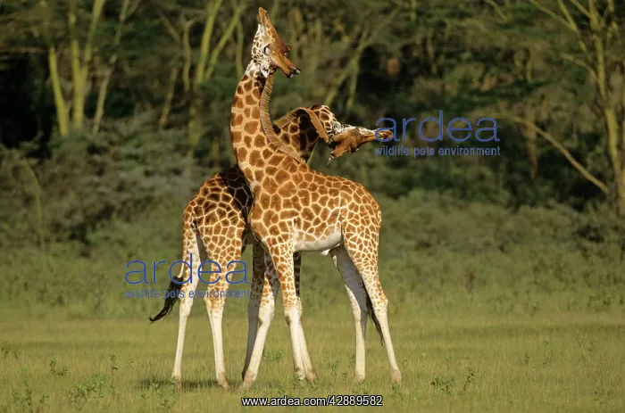  : RothschildIs Giraffe - play-fighting