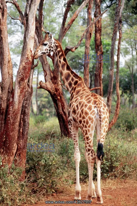  : Rothschild's  /  Baringo Giraffe