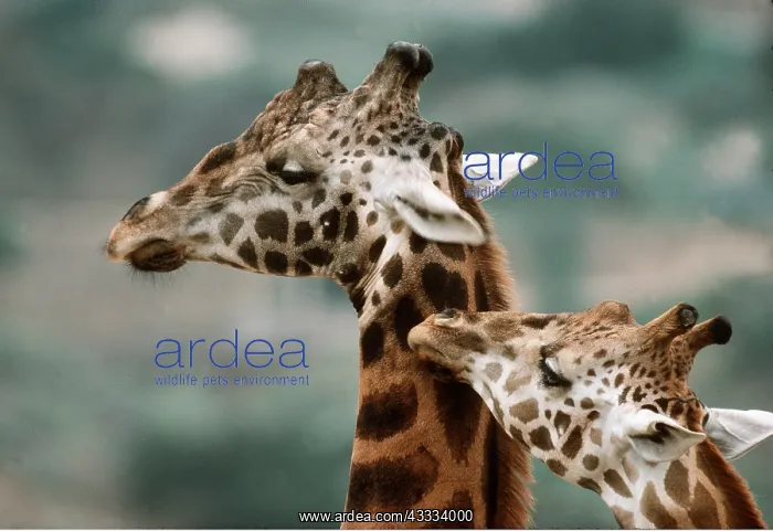 : Rothschild's / Baringo GIRAFFE : Rothschild's / Baringo GIRAFFE