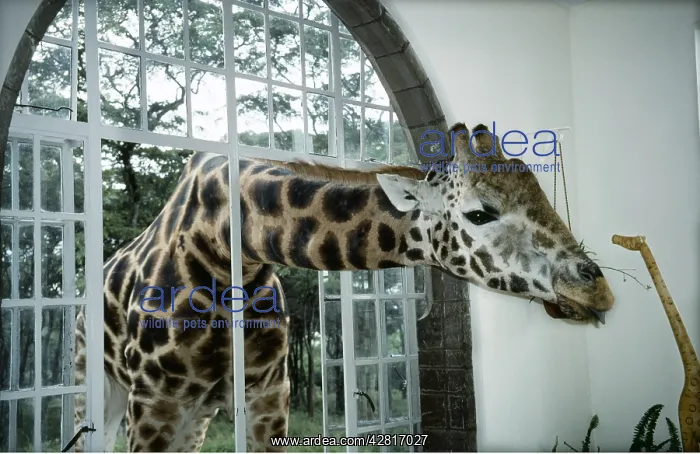 : Rothschild's / Baringo GIRAFFE - with head through : Rothschild's / Baringo GIRAFFE - with head through