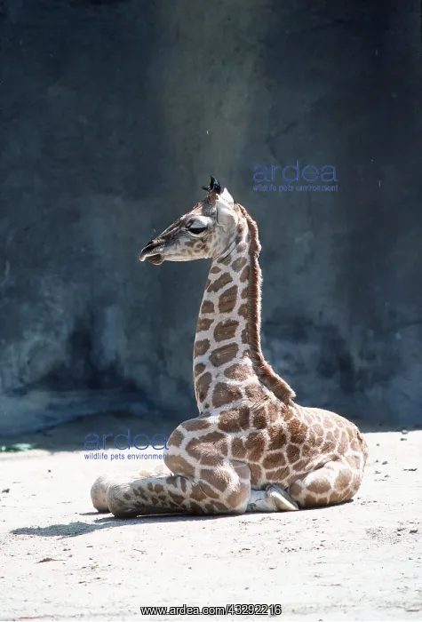 : Rothschild's / Baringo GIRAFFE - young, resting : Rothschild's / Baringo GIRAFFE - young, resting
