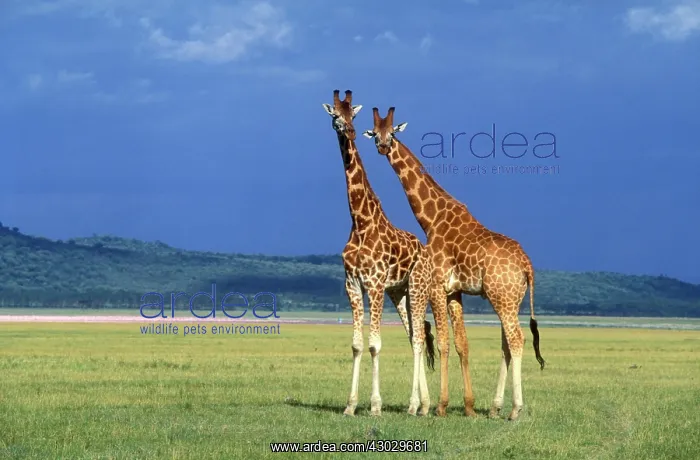 : Rothschild's Giraffe : Rothschild's Giraffe
