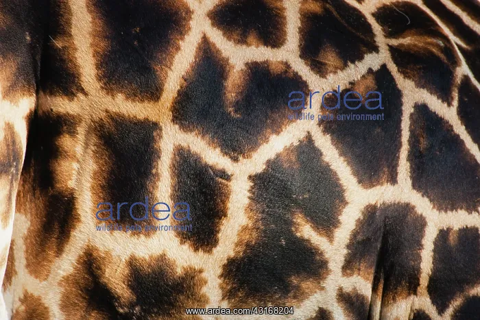 : Rothschild's Giraffe : Rothschild's Giraffe