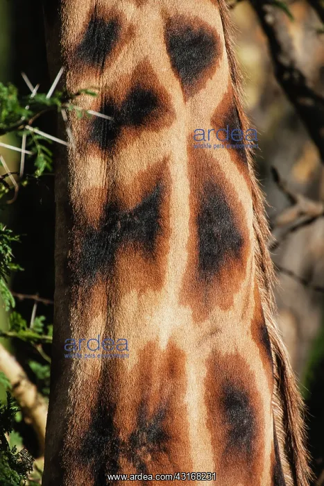 : Rothschild's Giraffe : Rothschild's Giraffe