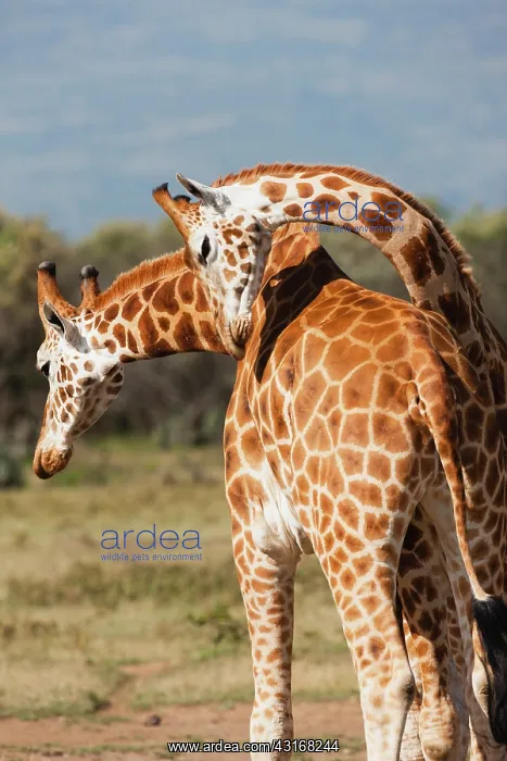 : Rothschild's Giraffe