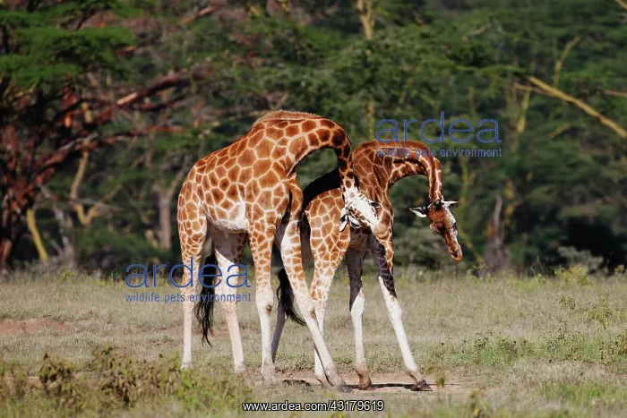 : Rothschild's Giraffe : Rothschild's Giraffe