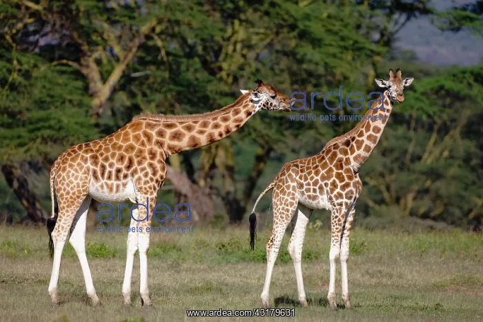 : Rothschild's Giraffe : Rothschild's Giraffe