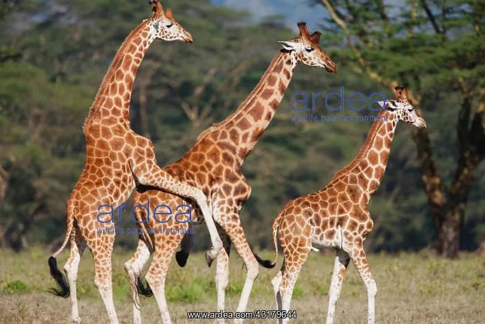 : Rothschild's Giraffe : Rothschild's Giraffe