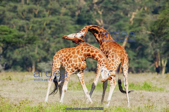 : Rothschild's Giraffe : Rothschild's Giraffe