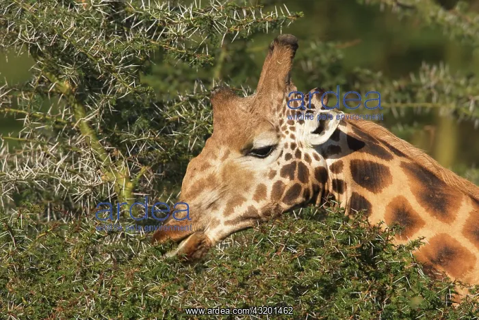: Rothschild's giraffe : Rothschild's giraffe