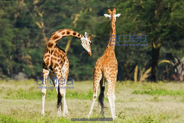 : Rothschild's giraffe : Rothschild's giraffe