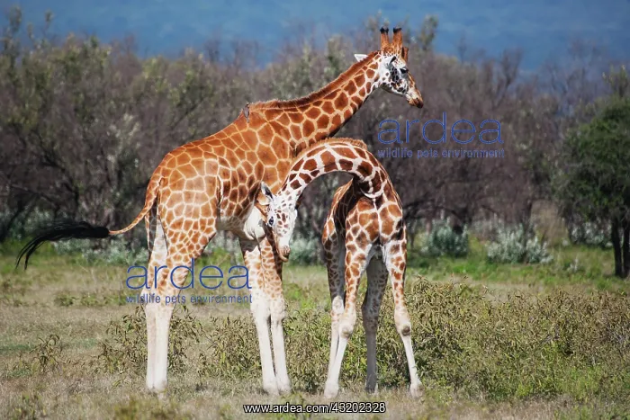  : Rothschild's Giraffe