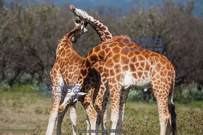 : Rothschild's Giraffe : Rothschild's Giraffe