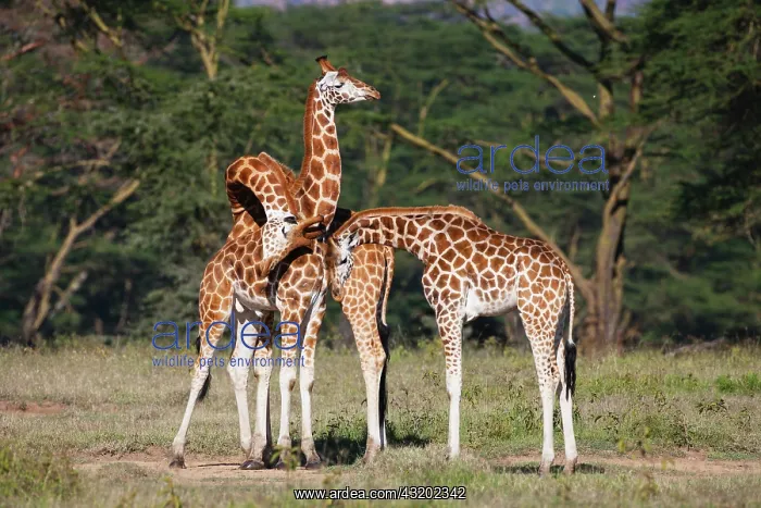 : Rothschild's Giraffe : Rothschild's Giraffe